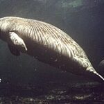 Manatee_photo