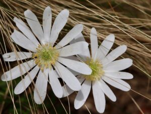 anemone, anemonoides, flower background-8685210.jpg