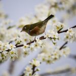 bird, silvereye, ornithology-1324088.jpg