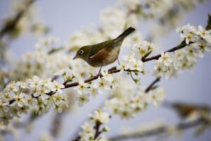 bird, silvereye, ornithology-1324088.jpg