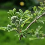 bud, branch, spring-8684407.jpg