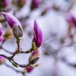 flowers-7823985_640