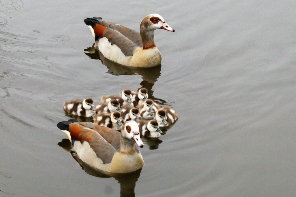 geese, birds, egyptian geese-7888225.jpg