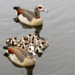 geese, birds, egyptian geese-7888225.jpg