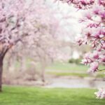 magnolia-trees-556718_1280