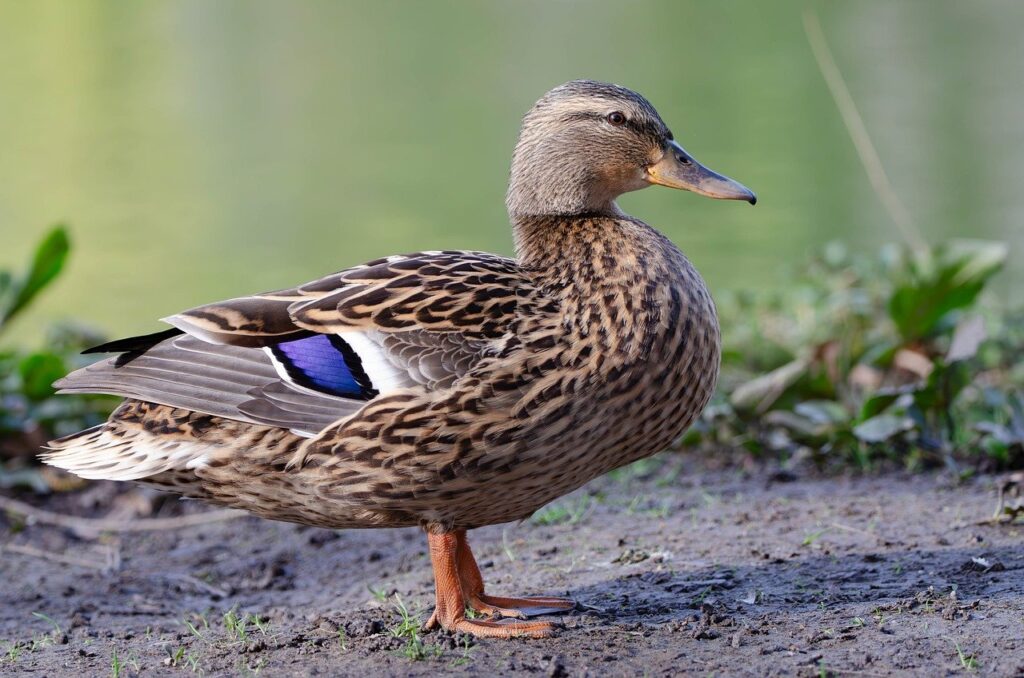 mallard, duck, wildlife-8677717.jpg