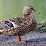 mallard, duck, wildlife-8677717.jpg