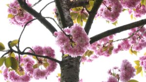 pink, flowers, beautiful wallpaper-8681753.jpg