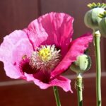 Mohnblüte