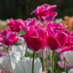 sourajit-karmakar-HuNbB0FBtUc-unsplash