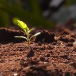 spring-young-leaves-2404083_640
