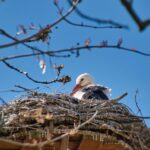 stork-7029266_1280
