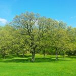 Park im Frühling
