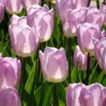 Tulpenbeet