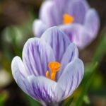 Krokusblüten