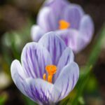 yoksel-zok-DNCJCOmTrZs-unsplash