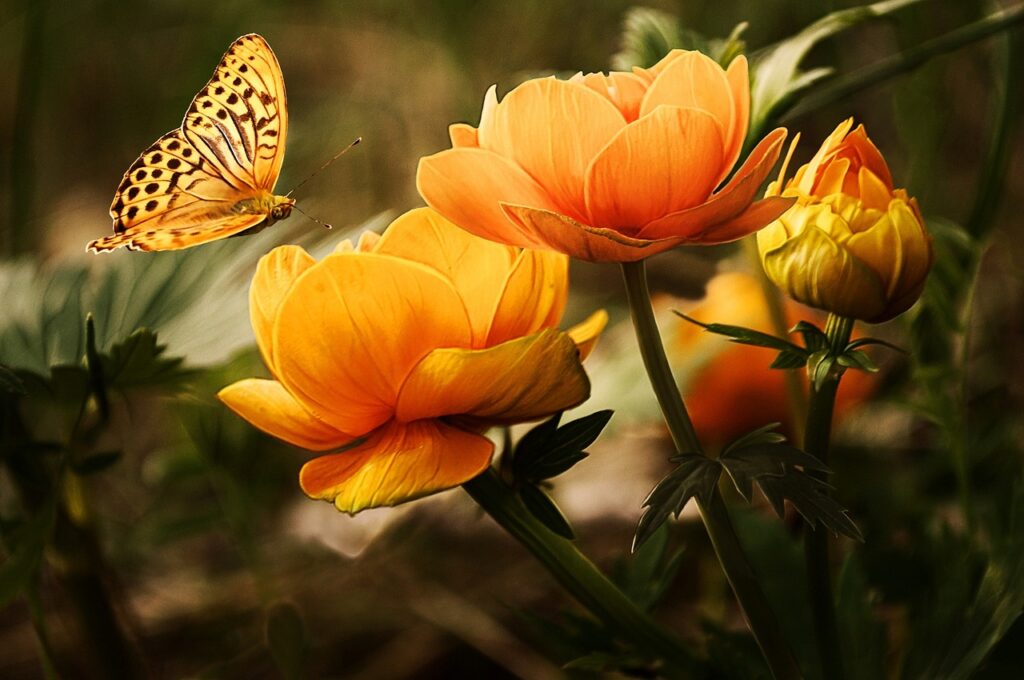 Der Frühling kommt, die Schmetterlinge fliegen wieder