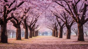 ai generated, flowers, cherry blossoms, petals, sakura, bloom, blossom, sky, night, flowering, season, floral, garden, springtime, botany, spring, night sky, nature, landscape-8367660.jpg