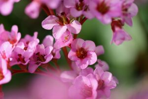 bergenie, bergenia, nature, petals, inflorescence, early bloomer, plant, glaive, pink, beautiful flowers, purple-red, purple-9419711.jpg