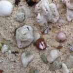 Conchas e búzios na praia