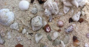 Conchas e búzios na praia